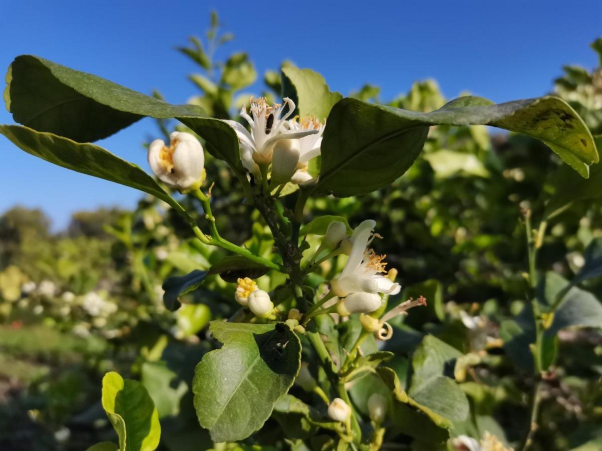 Profumo Di Zagara Acireale Villa Kültér fotó